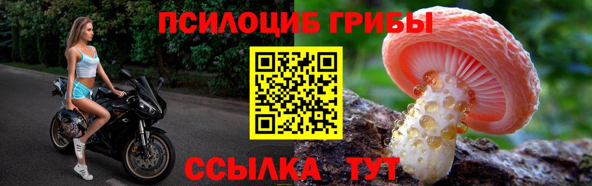 Абакан  Галлюциногенные грибы Cubensis  Вход с VPN 
